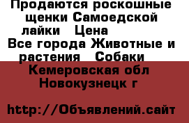 Продаются роскошные щенки Самоедской лайки › Цена ­ 40 000 - Все города Животные и растения » Собаки   . Кемеровская обл.,Новокузнецк г.